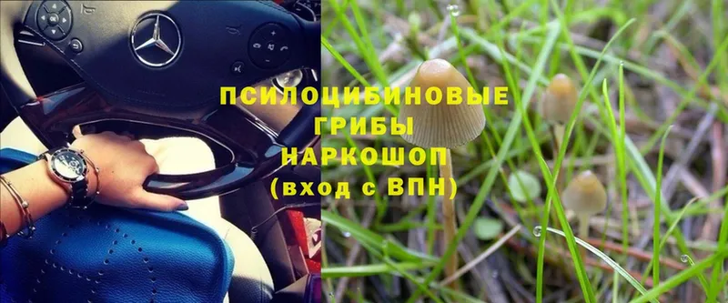 Псилоцибиновые грибы Psilocybe  сайты даркнета состав  Белово 